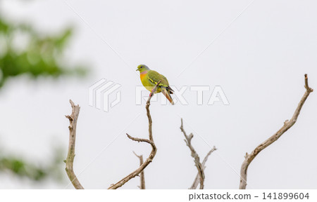Orange-breasted green pigeon perched on a bare tree branch against a gloomy sky Orange-breasted green pigeon perched on a bare tree branch against a gloomy sky 141899604