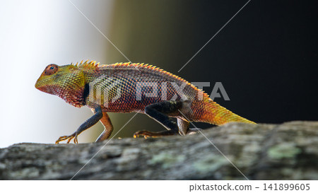 A colorful lizard walking along a tree trunk, illuminated by backlighting that highlights its vibrant scales and spiny crest A colorful lizard walking along a tree trunk, illuminated by backlighting that highlights its vibrant scales and spiny crest 141899605