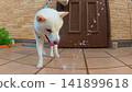A white Shiba Inu enjoying playing in the water on a hot summer day. 141899618