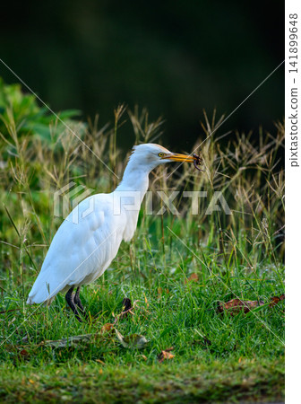 Cattle egret standing in lush green grass with a freshly caught skink in its beak Cattle egret standing in lush green grass with a freshly caught skink in its beak 141899648
