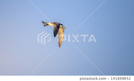 Crested tern in flight, beautifully illuminated by warm golden light against a soft blue sky with copy space Crested tern in flight, beautifully illuminated by warm golden light against a soft blue sky with copy space 141899652
