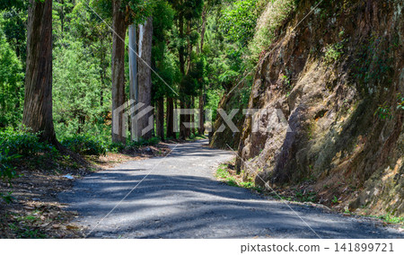 Scenic forest road winding through towering trees in Nuwara Eliya, Sri Lanka Scenic forest road winding through towering trees in Nuwara Eliya, Sri Lanka 141899721