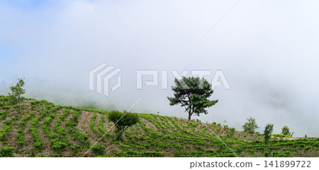 Misty tea plantation covering a gently sloping hillside, with rows of lush green tea plants fading into dense fog. Misty tea plantation covering a gently sloping hillside, with rows of lush green tea plants fading into dense fog. 141899722
