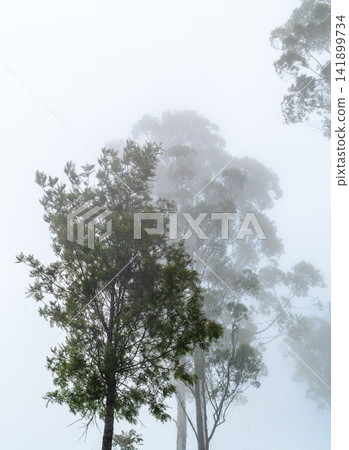 Trees in the fog. Tall eucalyptus trees fade into dense mountain fog, a serene and atmospheric highland forest landscape in Nuwara Eliya, Sri Lanka. Trees in the fog. Tall eucalyptus trees fade into dense mountain fog, a serene and atmospheric highland forest landscape in Nuwara Eliya, Sri Lanka. 141899734