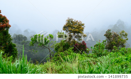 Lush vegetation and trees cover a misty mountain hillside. Dense fog softly obscures the forest landscape Lush vegetation and trees cover a misty mountain hillside. Dense fog softly obscures the forest landscape 141899735
