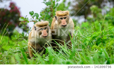 Two toque macaques sit closely together for warmth in lush highland vegetation during cool mountain weather Two toque macaques sit closely together for warmth in lush highland vegetation during cool mountain weather 141899736