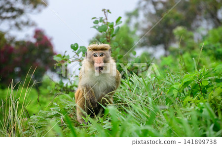 Shivering toque macaque sits alert among lush green grass during cool mountain weather Shivering toque macaque sits alert among lush green grass during cool mountain weather 141899738