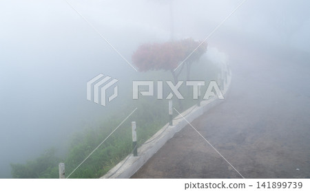 A winding roadside lined with small trees fades into dense mountain fog with limited visibility and soft atmospheric tones A winding roadside lined with small trees fades into dense mountain fog with limited visibility and soft atmospheric tones 141899739