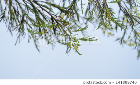 Rain-kissed acacia foliage and blossoms against a misty backdrop, cool and refreshing atmosphere of Nuwara Eliya Rain-kissed acacia foliage and blossoms against a misty backdrop, cool and refreshing atmosphere of Nuwara Eliya 141899740