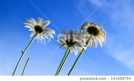 Daisy against a blue sky. White daisies with water droplets viewed from below against a blue sky backdrop. Daisy against a blue sky. White daisies with water droplets viewed from below against a blue sky backdrop. 141899754