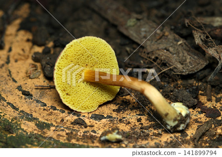 Pore surface and stipe of Boletus edulis (Japanese natural fungi/mushroom ecology macro photography) Pore surface and stipe of Boletus edulis (Japanese natural fungi/mushroom ecology macro photography) 141899794
