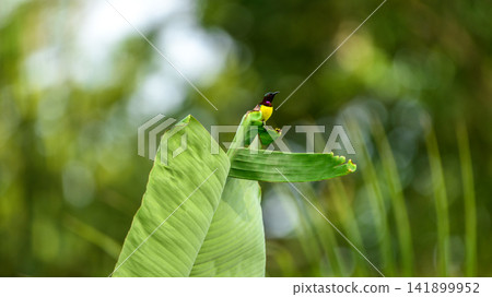 A male purple-rumped sunbird perches on a banana leaf against a soft green natural background 141899952