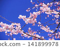 Cherry blossoms photographed on positive film 141899978