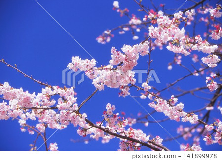 Cherry blossoms photographed on positive film Cherry blossoms photographed on positive film 141899978