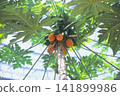 Papaya tree and fruit photographed on positive film 141899986