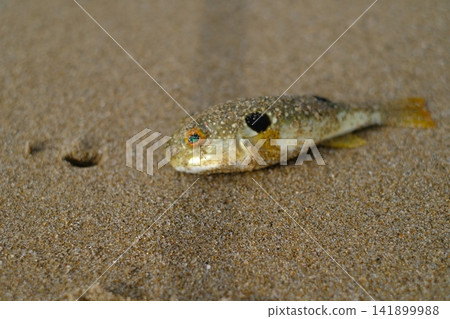Pufferfish washed ashore on the beach Pufferfish washed ashore on the beach 141899988