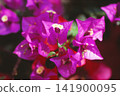 Bougainvillea photographed on positive film 141900095