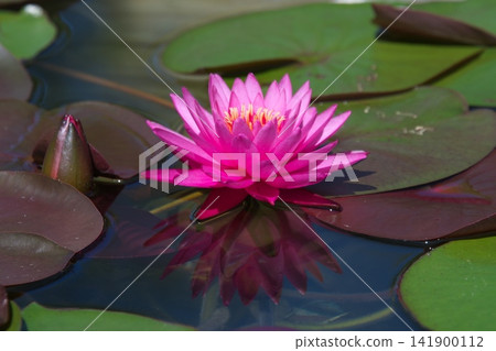 浮在水面上的睡蓮花 浮在水面上的睡蓮花 141900112