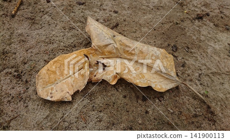 A single dry brown crumpled fallen leaf resting on rough sandy ground outdoors. A single dry brown crumpled fallen leaf resting on rough sandy ground outdoors. 141900113