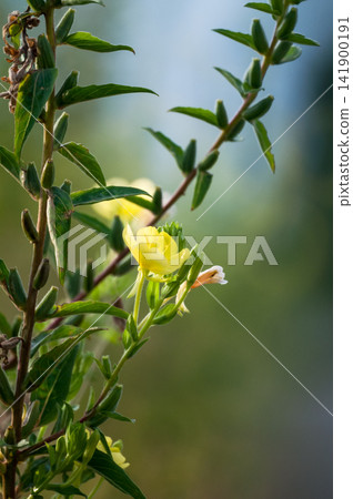 Waiting grass Waiting grass 141900191