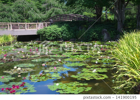 漂浮在池塘的荷花花 漂浮在池塘的荷花花 141900195