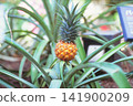 Pineapple photographed on positive film 141900209