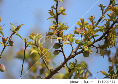 Unripe plums growing on the branches Unripe plums growing on the branches 141900213