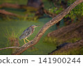 Green heron standing on branch over swamp 141900244