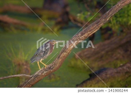 Green heron standing on branch over swamp Green heron standing on branch over swamp 141900244
