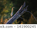 Green heron standing on weathered log in wilderness 141900245