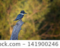Belted kingfisher perched on dead tree stump 141900246