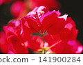 Red bougainvillea photographed on positive film 141900284