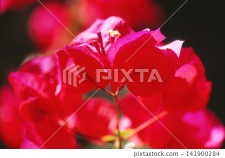 Red bougainvillea photographed on positive film Red bougainvillea photographed on positive film 141900284