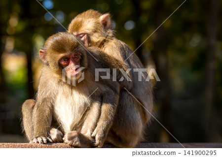 Takasakiyama monkey Takasakiyama monkey 141900295
