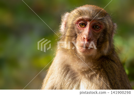 Takasakiyama monkey Takasakiyama monkey 141900298