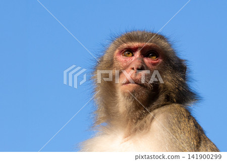 Takasakiyama monkey Takasakiyama monkey 141900299