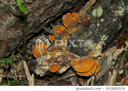 Semicircular Pyrocystis mushrooms on dark, damp, decaying wood in a clinical setting (Macro photography of Japanese natural fungi and mushroom ecology) Semicircular Pyrocystis mushrooms on dark, damp, decaying wood in a clinical setting (Macro photography of Japanese natural fungi and mushroom ecology) 141900324