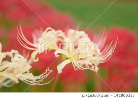 White spider lilies against a backdrop of red spider lilies White spider lilies against a backdrop of red spider lilies 141900355