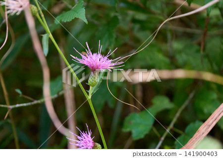 A thistle with purple flowers in bloom. A thistle with purple flowers in bloom. 141900403