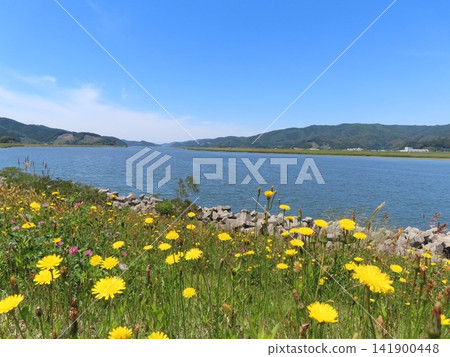 The Kitakami River and dandelions in full bloom The Kitakami River and dandelions in full bloom 141900448