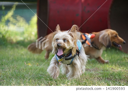 約克犬玩狗跑 約克犬玩狗跑 141900593