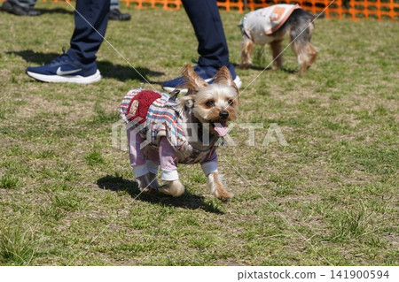 Yorkie playing with a dog run Yorkie playing with a dog run 141900594