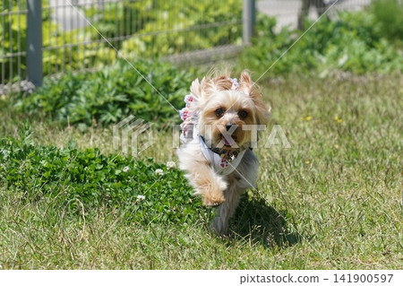 約克犬玩狗跑 約克犬玩狗跑 141900597