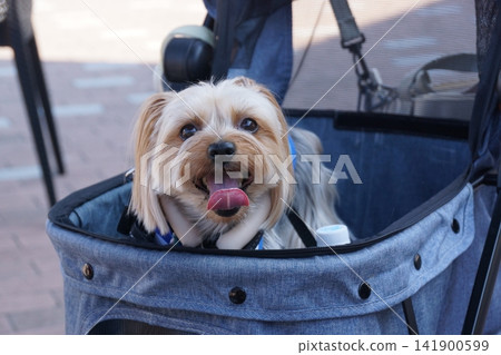 約克夏梗犬坐在寵物推車裡 141900599