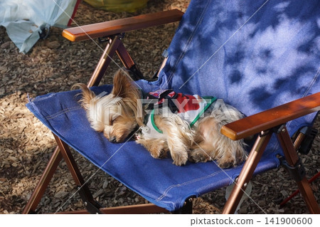 約克夏梗犬在營地放鬆 約克夏梗犬在營地放鬆 141900600