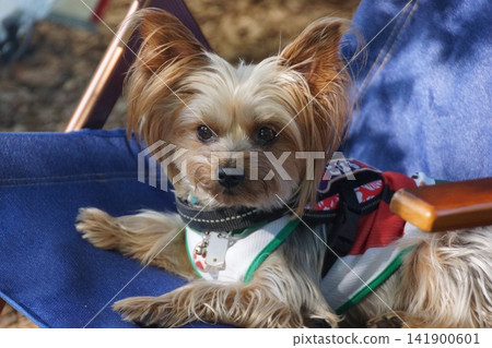 約克夏梗犬在營地放鬆 約克夏梗犬在營地放鬆 141900601
