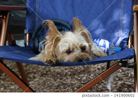 約克夏梗犬在營地放鬆 約克夏梗犬在營地放鬆 141900602