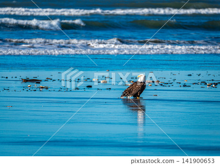 Eagle Near Shore Eagle Near Shore 141900653