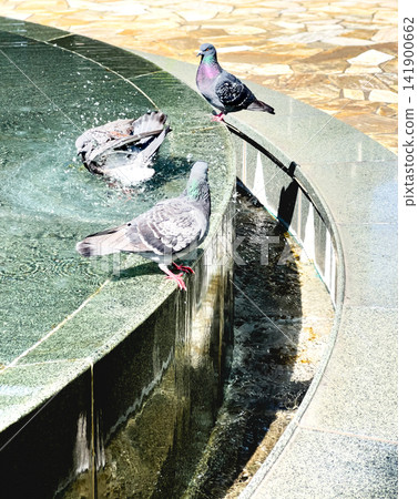 Wild pigeons cool off by bathing in the edge of the park's fountain. Wild pigeons cool off by bathing in the edge of the park's fountain. 141900662
