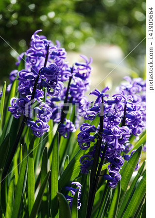 Purple hyacinths blooming in the garden, bathed in the spring sunshine of March. Purple hyacinths blooming in the garden, bathed in the spring sunshine of March. 141900664
